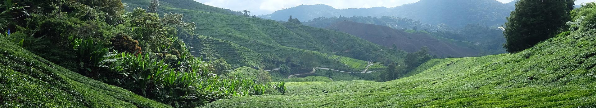 Category: <span>Chinese Tea</span>